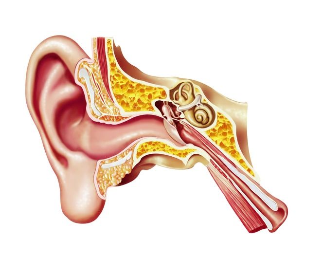 Diagram showing the inside of an ear. 